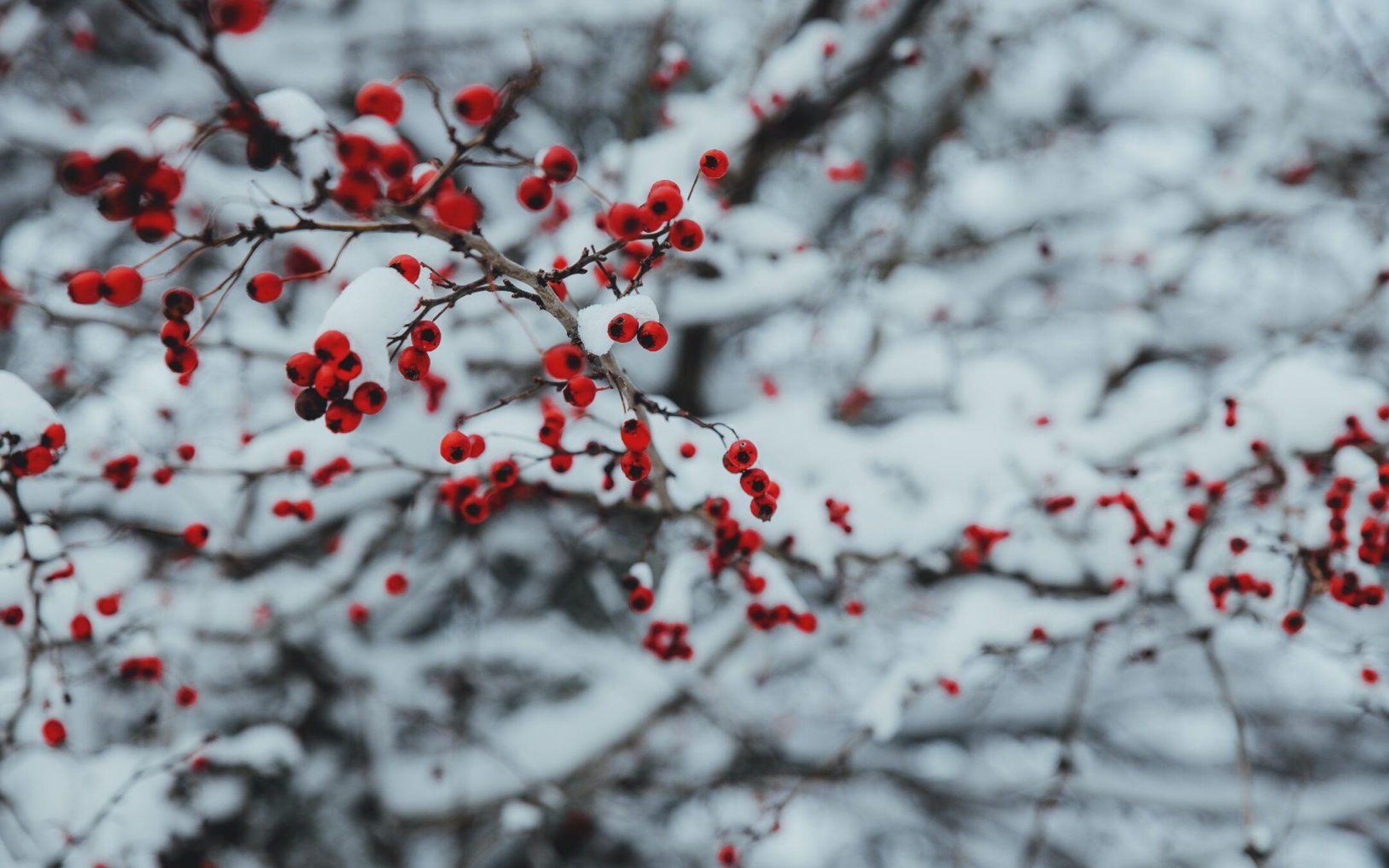 Christmas 4